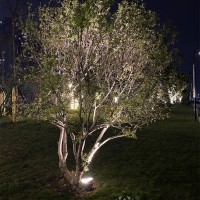 36W照樹投光燈效果圖