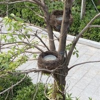 LED鳥(niǎo)窩照樹(shù)燈案例